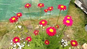 Пиретрум Robinson Giants из семян. Цветение на второй год