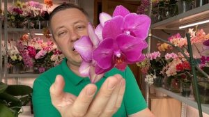 сорт ОРХИДЕЙ долго цветущих больше года и САМЫЕ неприхотливые орхидеи