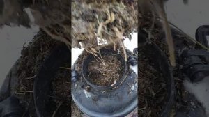 сенаж в бочонке