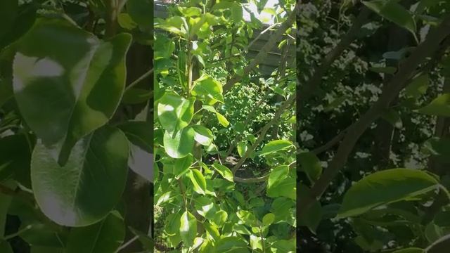 Груша, яблоня, слива из косточки, а надо ли ? смотреть онлайн