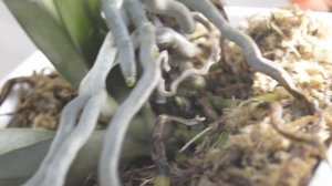 Детки 🌺 на орхидеях... отделяем или делаем групповую посадку! GARDEN ORCHIDES🌺