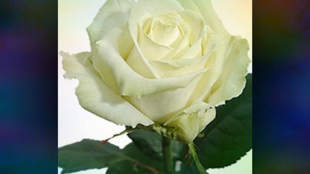 БІЛІ БІЛІ ТРОЯНДИ смотреть онлайн