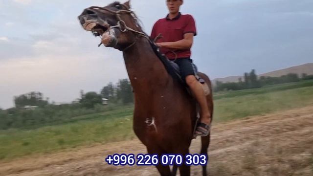 САТЫЛДЫ смотреть онлайн