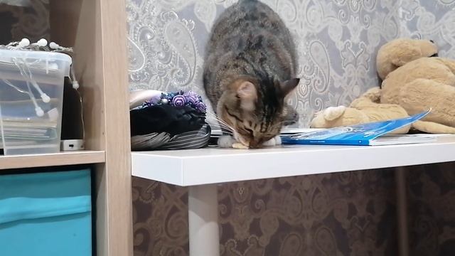 Кот ест БЛИНЫ ?? смотреть онлайн