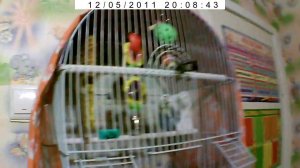 Гоша стесняется