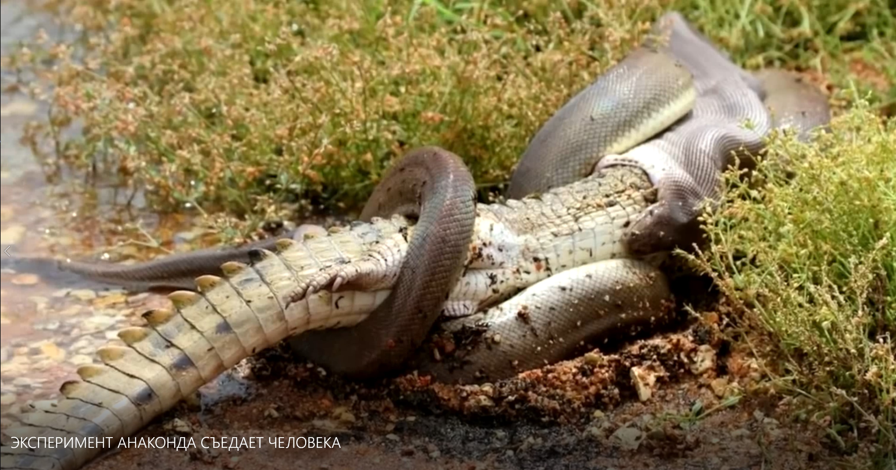 Shaman Eaten By Crocodile