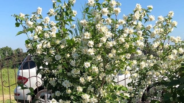 Обильноцветущие декоративные кустарники.