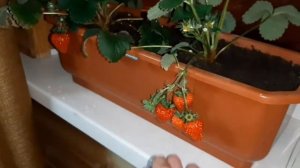 Клубника на подоконнике Как вырастить клубнику зимой на подоконнике? strawberries on the windowsill