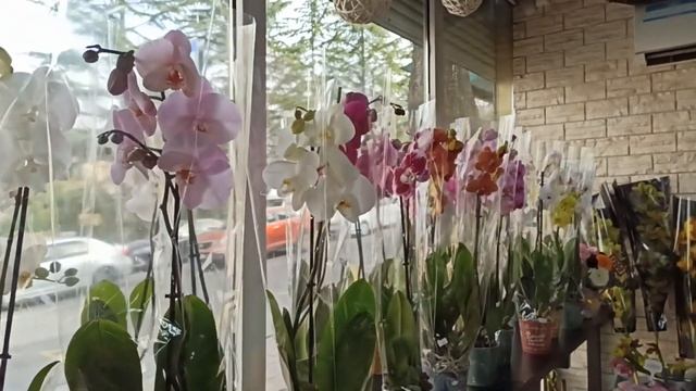 Обзор свежих, крупных орхидей фаленопсис, шикарные букеты. Магаин " Цветы" Макаренко 7. смотреть онлайн