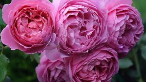 Роза кустарниковая Принцесса Александра of Kent. Обзор