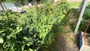 Обзор томатов под навесом и в открытом грунте.