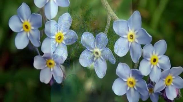 Смотреть Незабудки