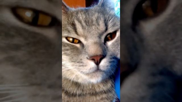 Пытаюсь усыпить кота... смотреть онлайн