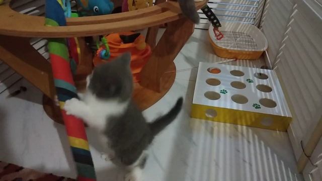 Вот зачем нужен хвост смотреть онлайн