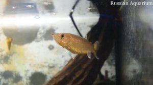 Unknown fish - Неизвестная рыбка :(