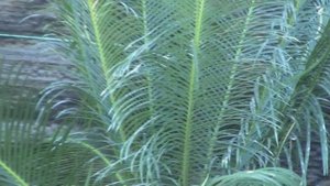 *Sago Palm Tree* +Cycas revoluta+Evergreen Palm Tree+BIG SALE+