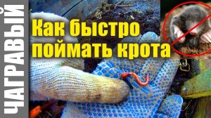 Как быстро поймать крота на даче