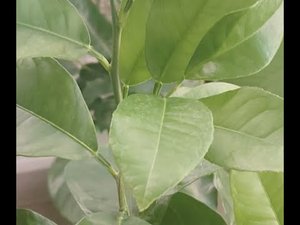 Бергамот на автополиве