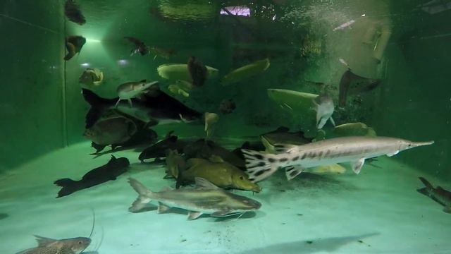 Forced upgrade, 4 vulture catfish, 6 years old, 1 female 3 males, 21-27"/55-70cm to 25Kgal/100Klite смотреть онлайн