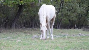 Табун Чеченских лошадей на выпасе. Жеребята и матки