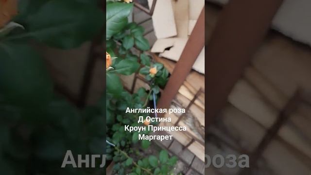 Английская роза Д.Остина Кроун Принцесса Маргарет.