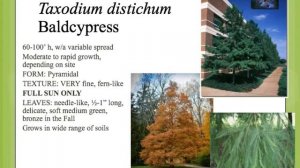 Taxodium distichum