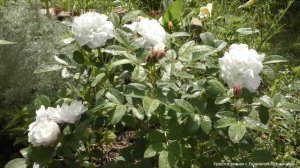 роза Луиза Багнет