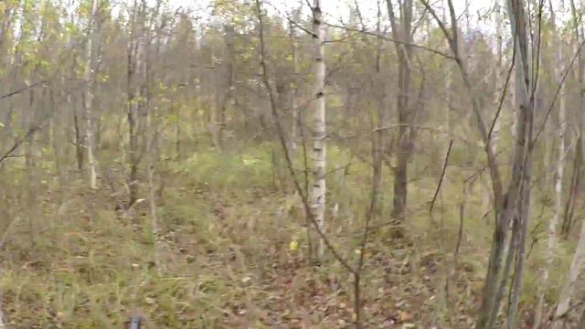 Вальдшнеп 2015. Видел бежит. смотреть онлайн