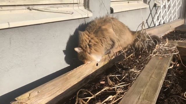 Соня и шведская зима; норвежская лесная кошка; Norwegian forest cats; norsk skogskatt