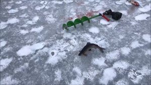 Отличный клев сига!!!Поимки на безмотылку!!!