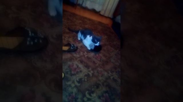 Любимая шапка кота)) смотреть онлайн