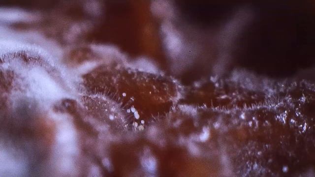 Как растет плесень? Ускоренная съемка смотреть онлайн