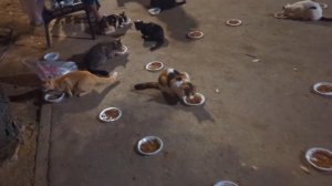 Кормить кошек на улице у вас тоже так происходит?