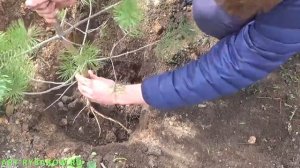 КАК ПЕРЕСАДИТЬ СОСНУ ЧТОБЫ ОНА ПРИНЯЛАСЬ. Посадка сосны.