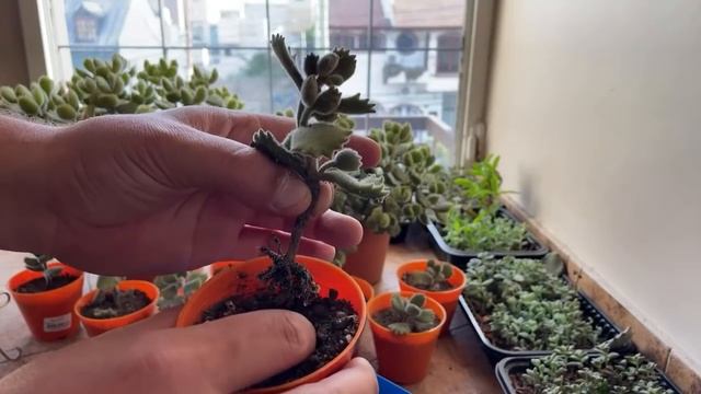 Sábado Suculentón con la Cotyledon tomentosa ? смотреть онлайн