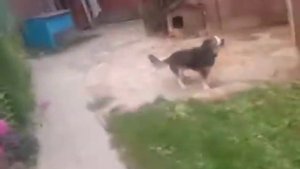 Дружок подавился рыбой!!!