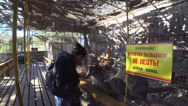 ГЕЛЕНДЖИК Парк Олимп ГОЛОДНЫЕ ЕНОТЫ и Контактный зоопарк. Отдых в России VLOG смотреть онлайн