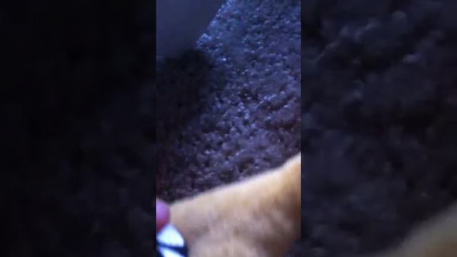 Angry birds epi: amnesia green bird trailer смотреть онлайн