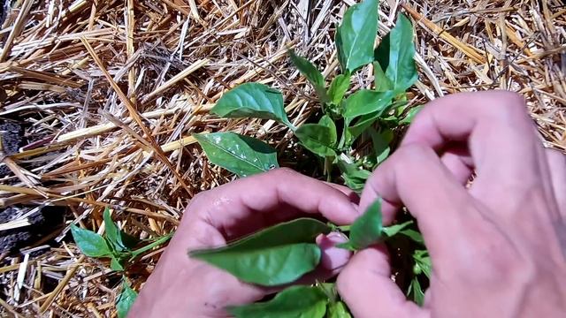 Как формировать перец /Формирование перца в открытом грунте смотреть онлайн