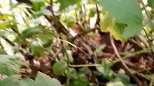 смородинка