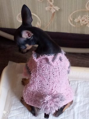 Первая учёба