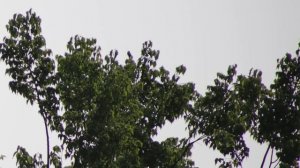 Canon EF 75-300mm f/4-5.6 III review - worst Canon lens ever?