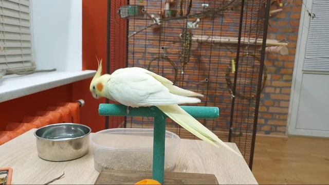 Банда Попугаев. Стрим. Ответы на вопросы о приручении попугая смотреть онлайн