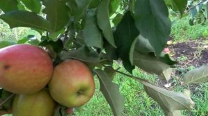 Яблоня ЭРЛИ КВИН / Один из лучших клонов сорта ДЖОНАГОЛД
