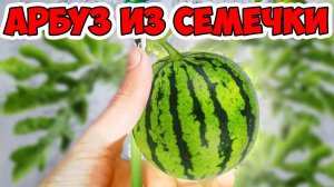 Что Выросло Зимой из Семян? Пробую Дорогие Экзотические Фрукты