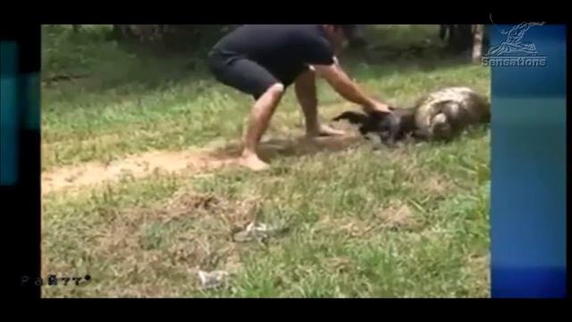 Жители бразильской деревни вытащили собаку из «объятий» анаконды смотреть онлайн