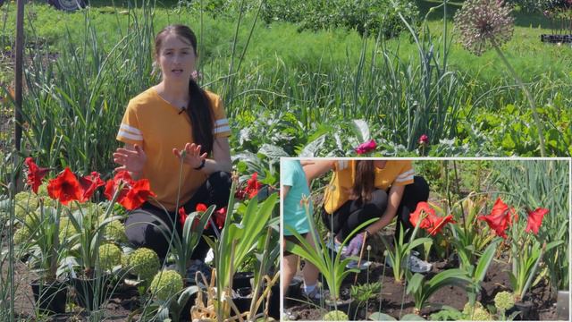 АМАРИЛІС 🌸 ВИСАДКА НА ЛІТО У ☀️ ВІДКРИТИЙ ГРУНТ 🌱 смотреть онлайн