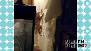 Кот, который умеет висеть на стене. Видели видео? Фрагмент выпуска от 17.11.2019