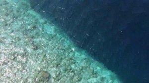 остров  Хангнамидху  скаты