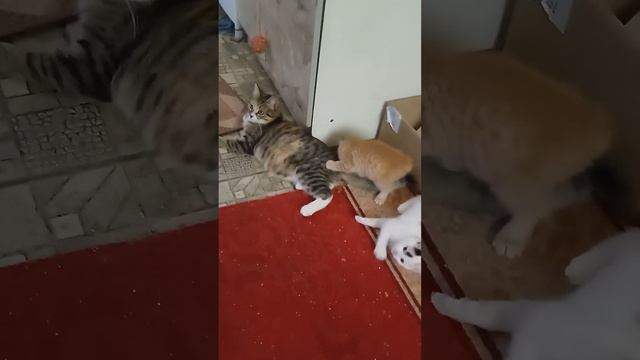 КОТЯТА В ДОБРЫЕ РУКИ. ВИДЕО ДЛЯ АВИТО